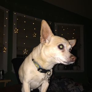 Meet your Posher, Brutus